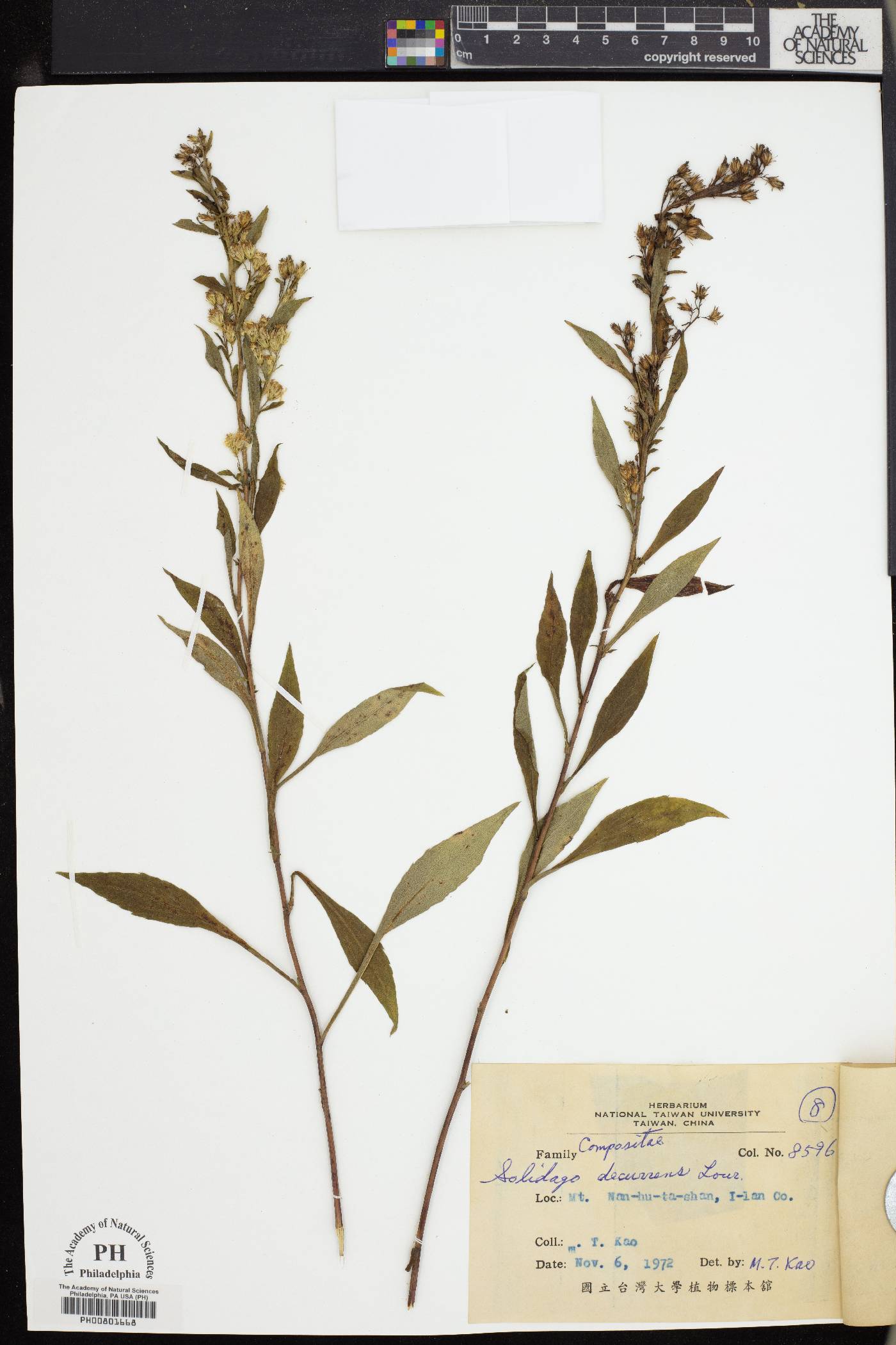 Solidago decurrens image