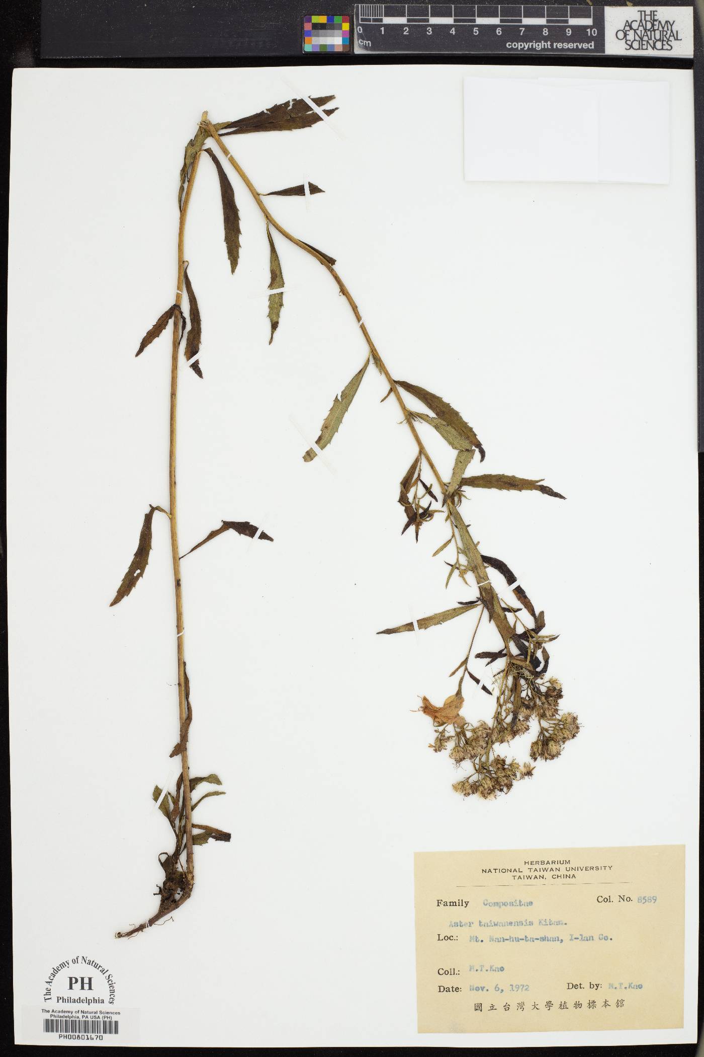 Aster taiwanensis image