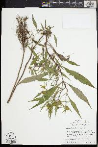 Bidens bidentoides image