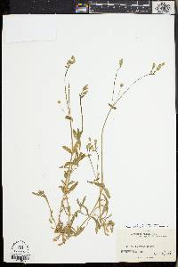 Cerastium nutans image