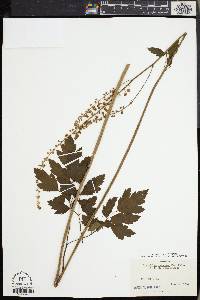 Actaea racemosa image