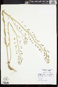 Thlaspi alliaceum image