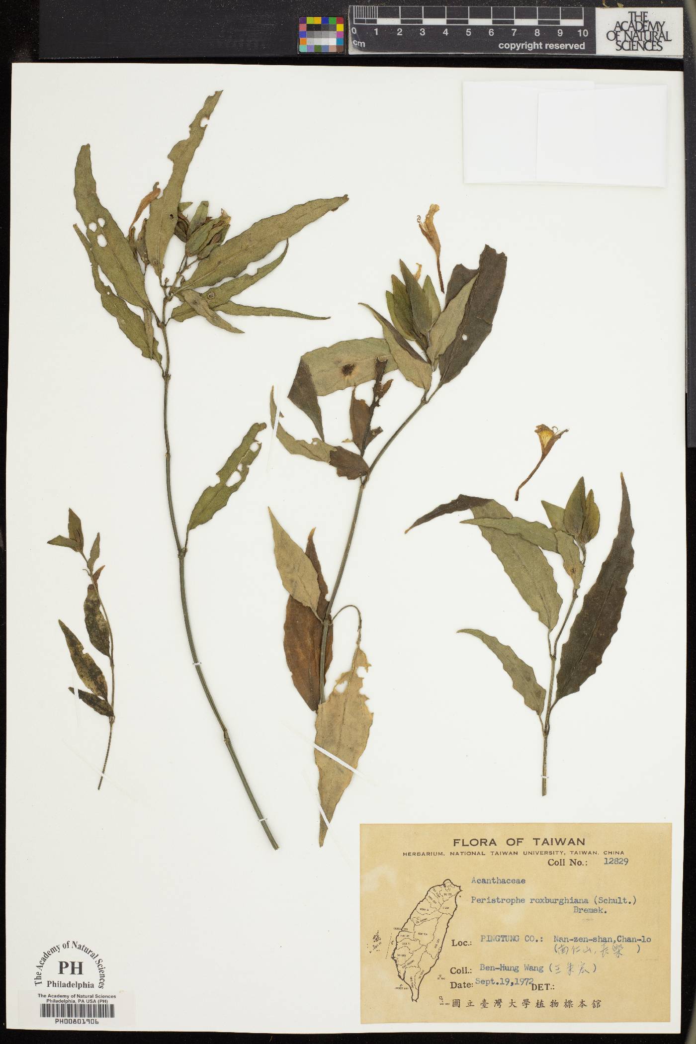 Dicliptera sivarajanii image