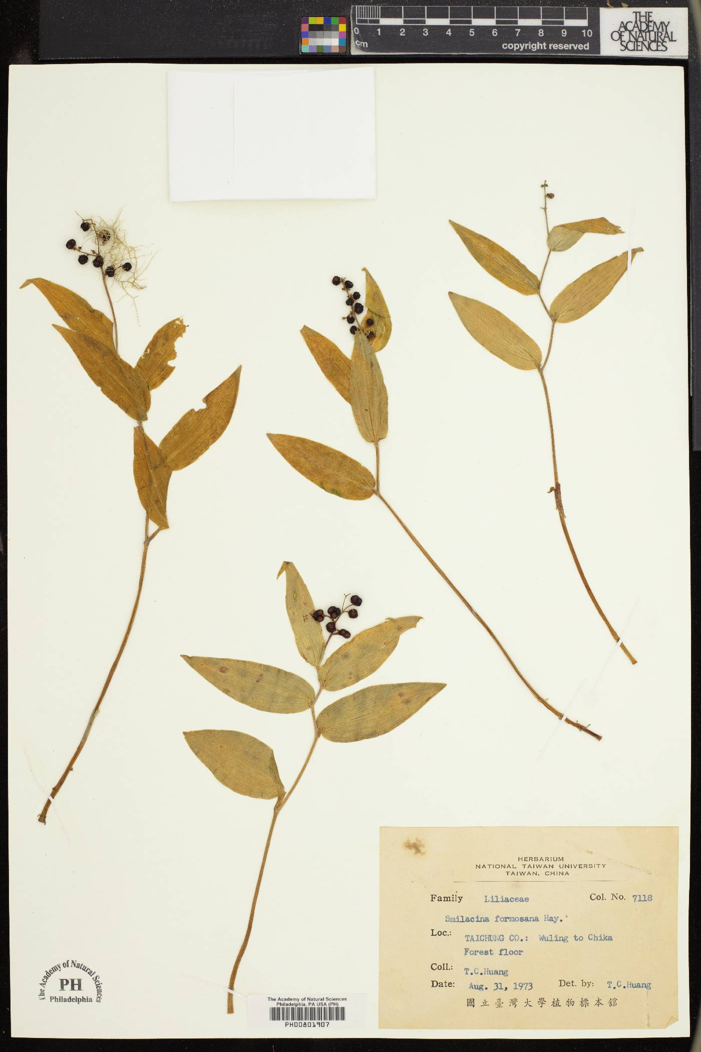 Maianthemum formosanum image