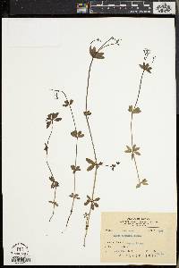 Galium japonicum image