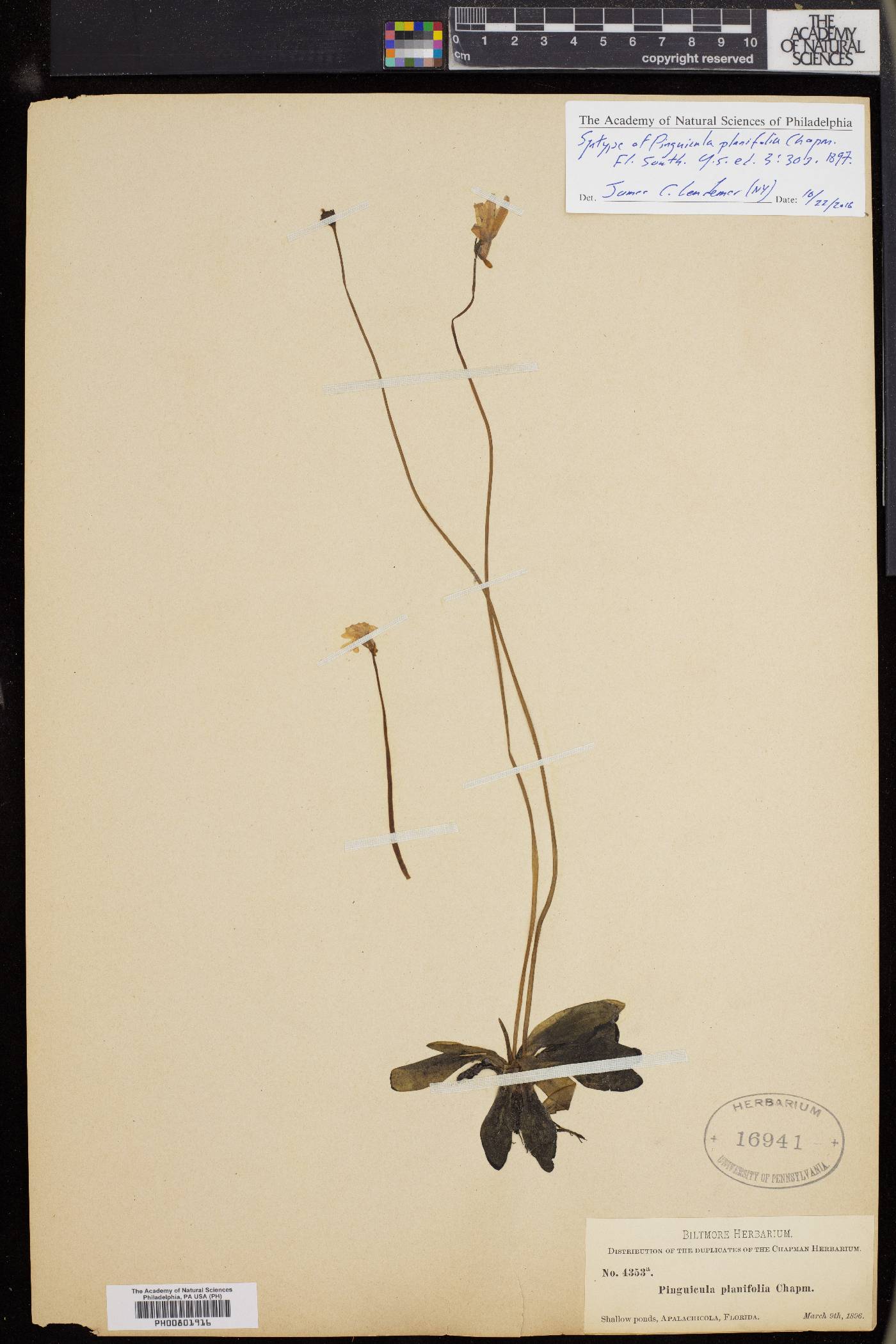 Pinguicula planifolia image