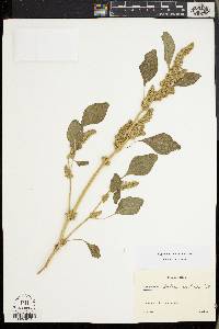 Amaranthus retroflexus subsp. delilei image