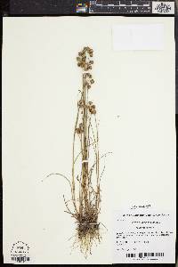 Juncus scirpoides image