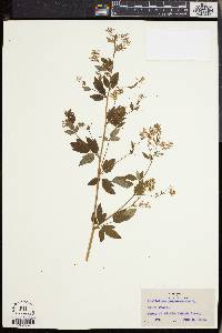 Thalictrum purpurascens image