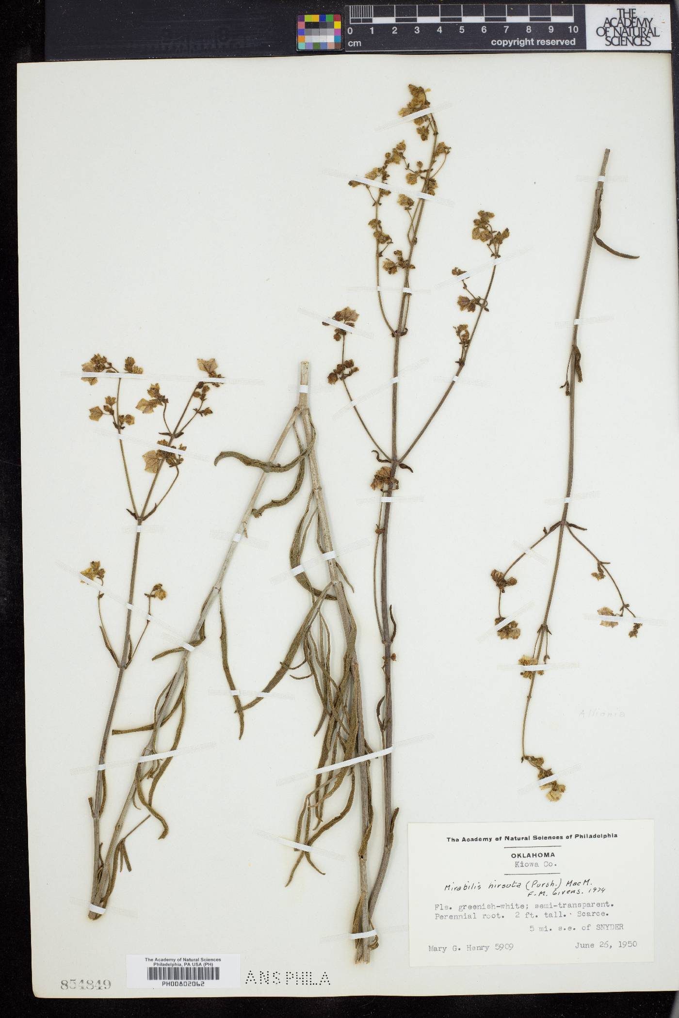 Mirabilis hirsuta image