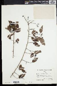 Berchemia scandens image