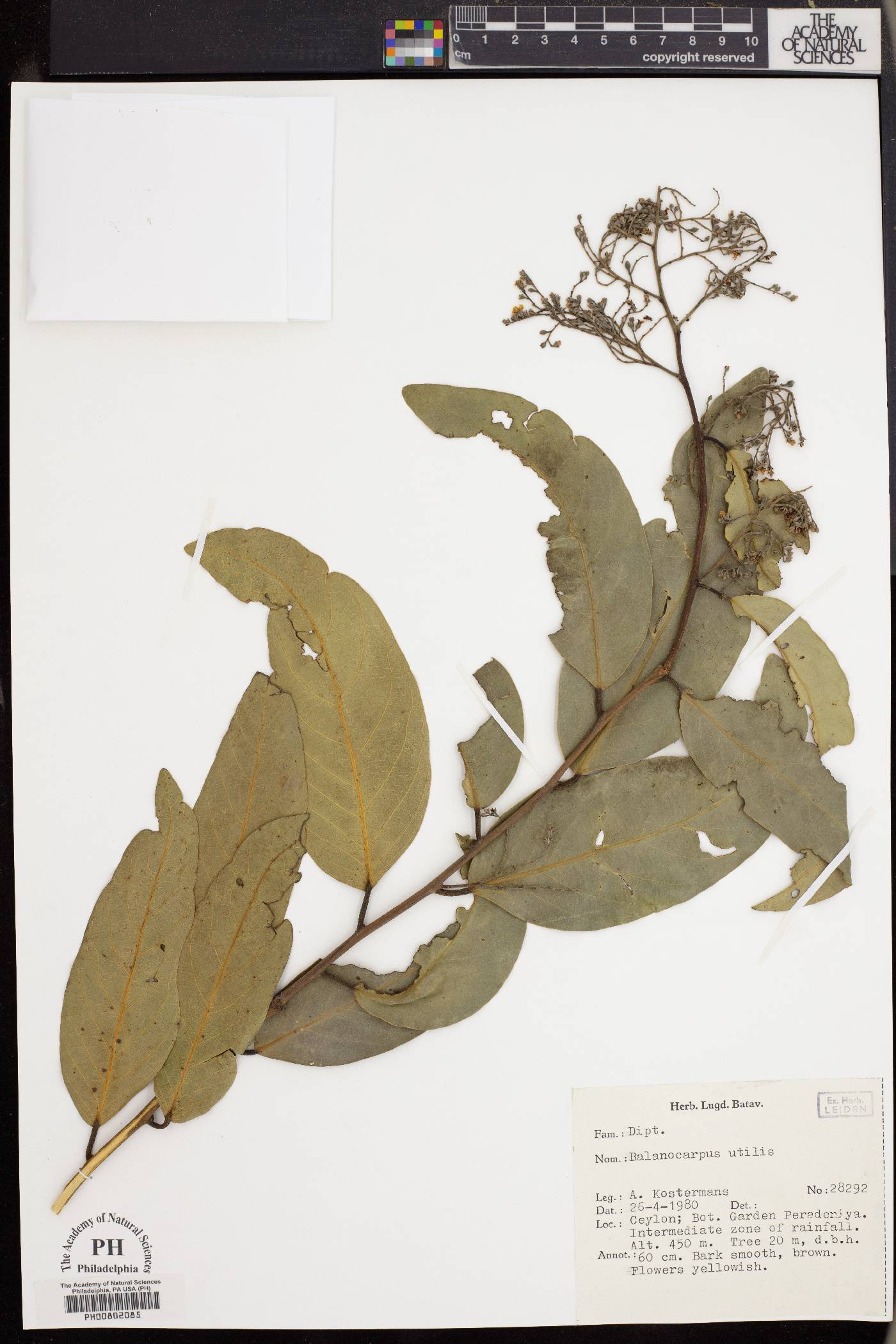 Hopea utilis image