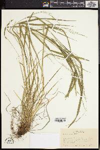 Festuca nutans image