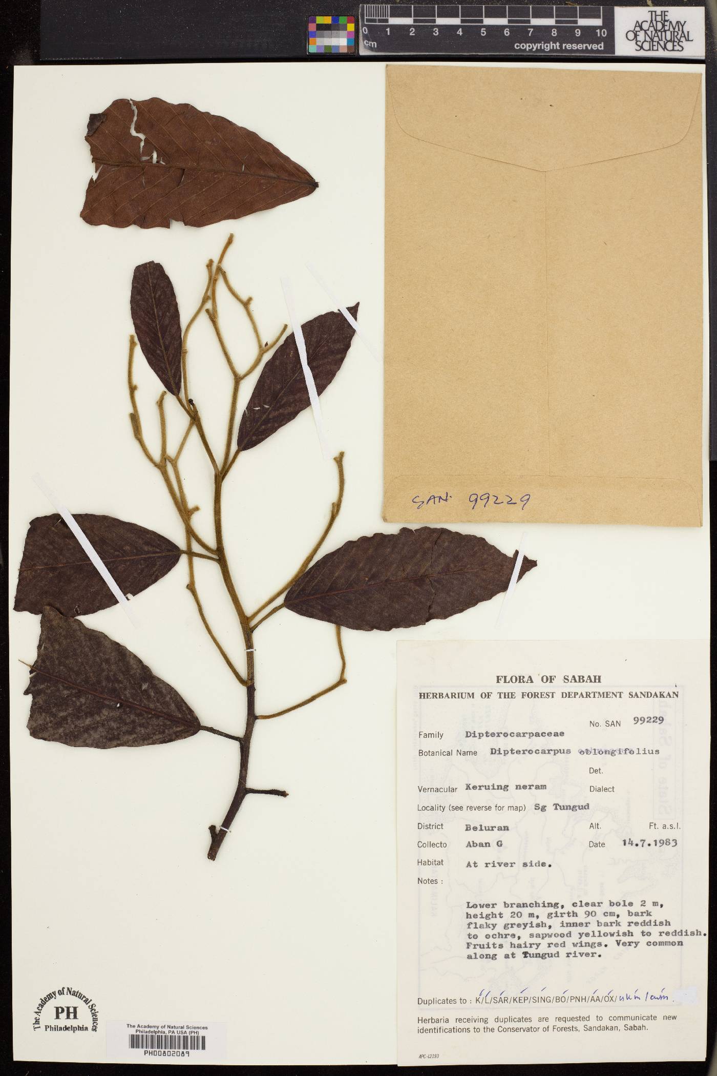 Dipterocarpus oblongifolius image