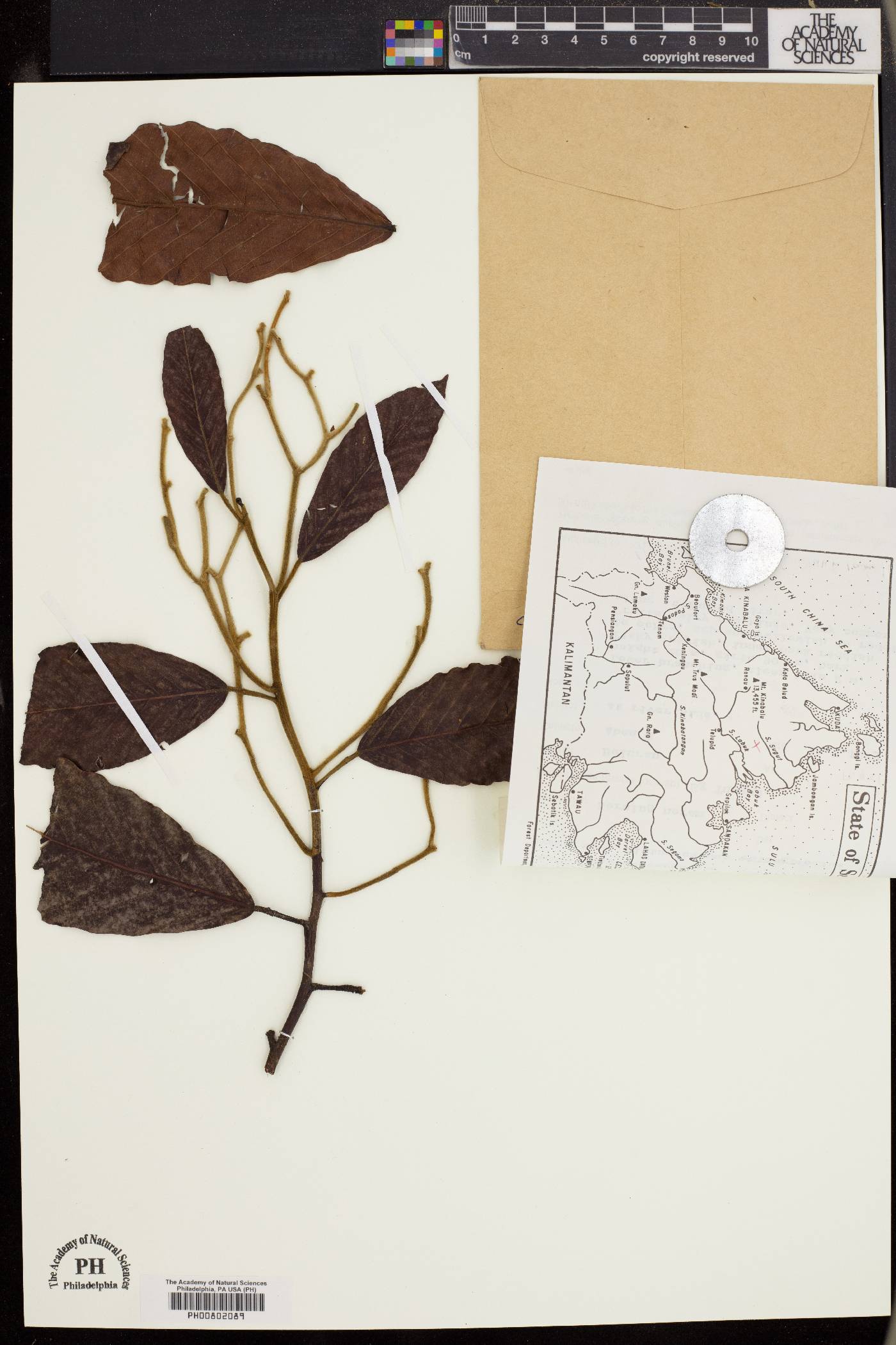 Dipterocarpus oblongifolius image