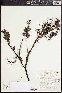 Image of Gaultheria gracilipes