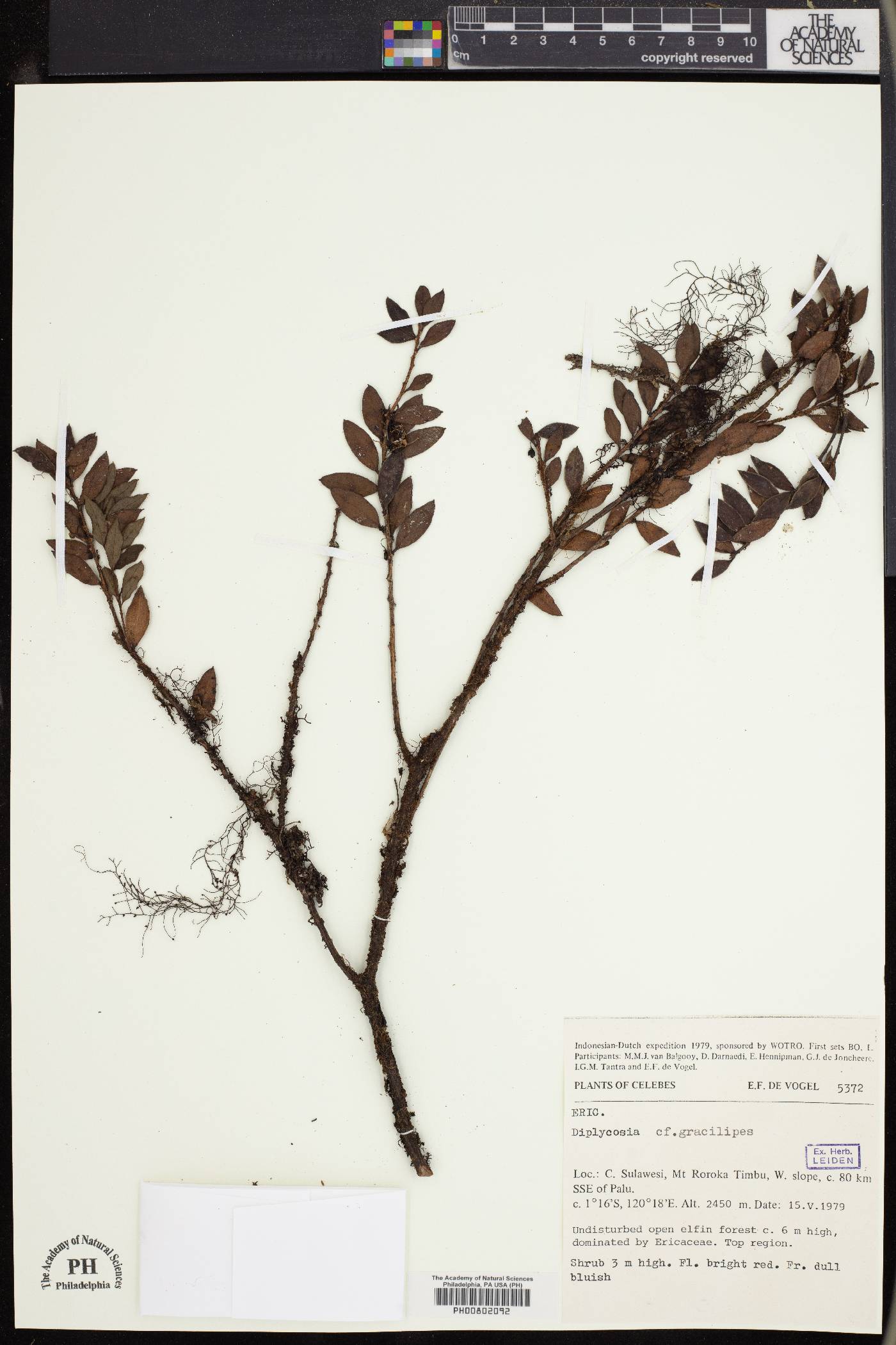 Gaultheria gracilipes image