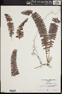 Nephrolepis cordifolia image