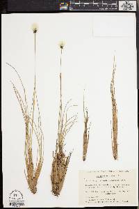 Eriophorum spissum image