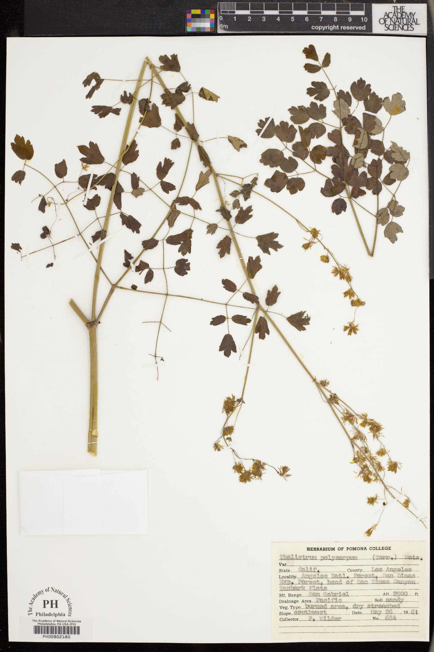 Thalictrum polycarpum image