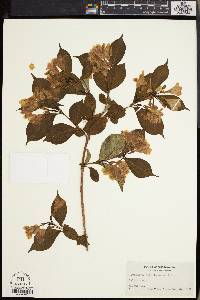 Lonicera periclymenum image