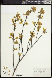 Lonicera canadensis image