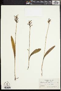 Gymnadeniopsis clavellata image