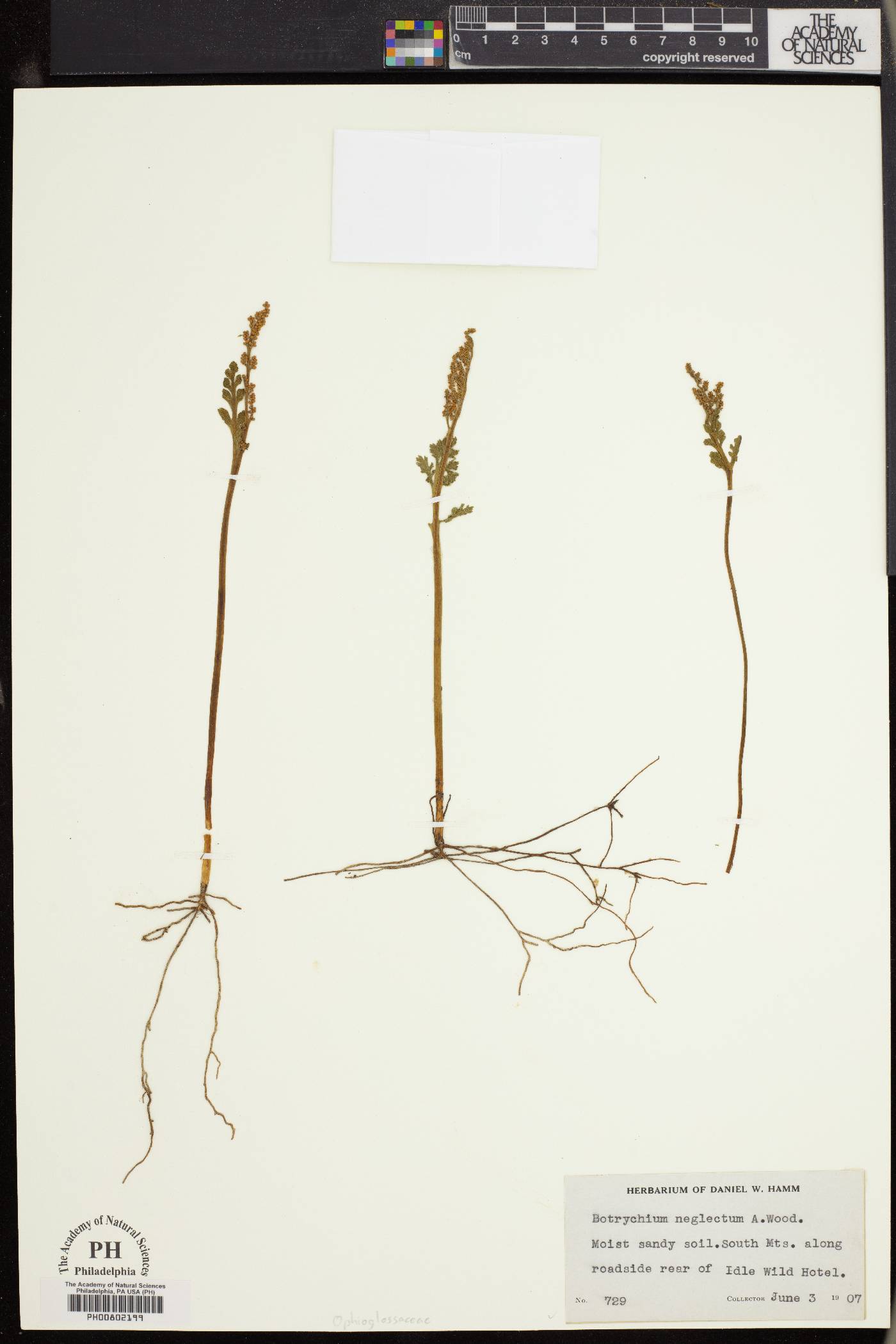 Botrychium neglectum image