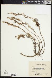 Image of Artemisia niitakayamensis