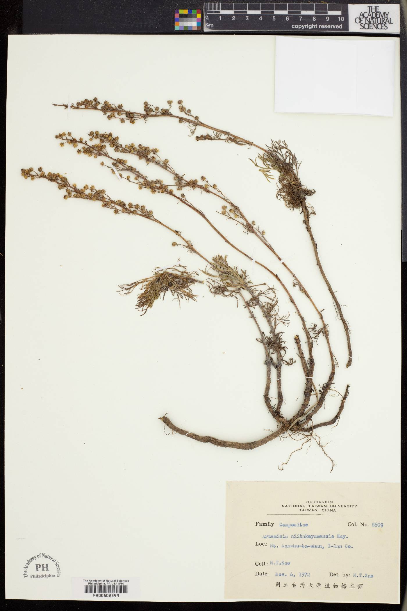 Artemisia niitakayamensis image