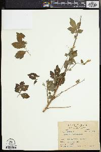 Artemisia anomala image
