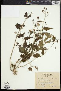 Senecio scandens image