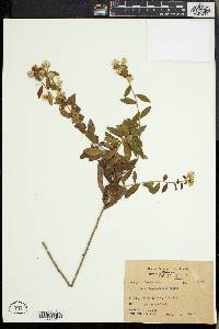 Image of Aster baccharoides