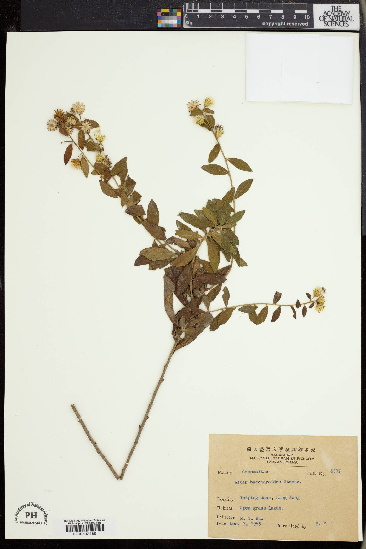 Aster baccharoides image