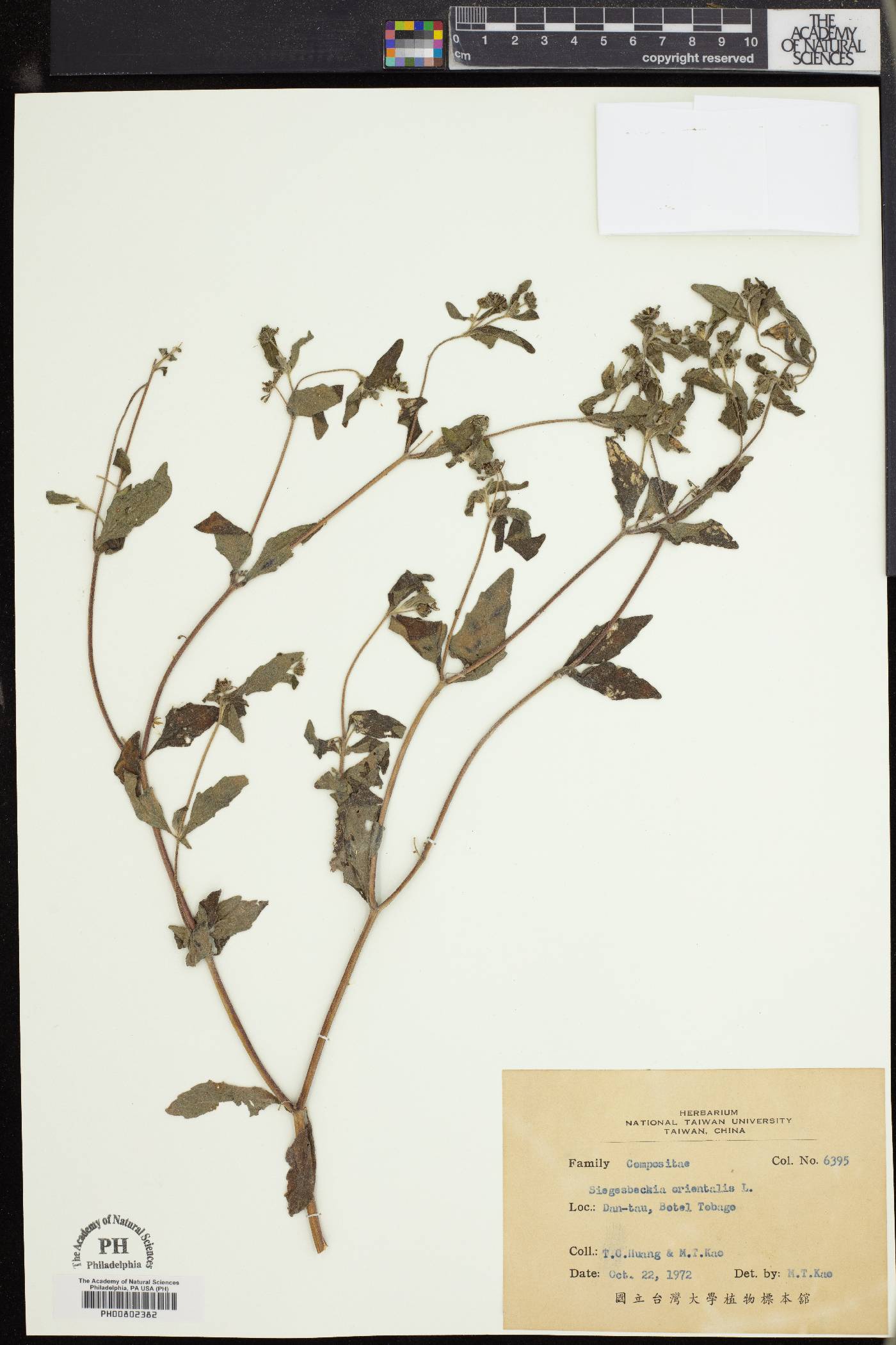 Sigesbeckia orientalis image