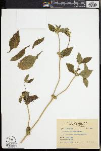 Synedrella nodiflora image