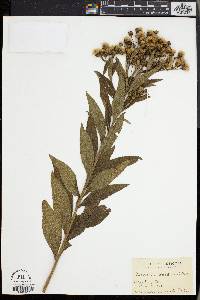 Vernonia baldwinii image