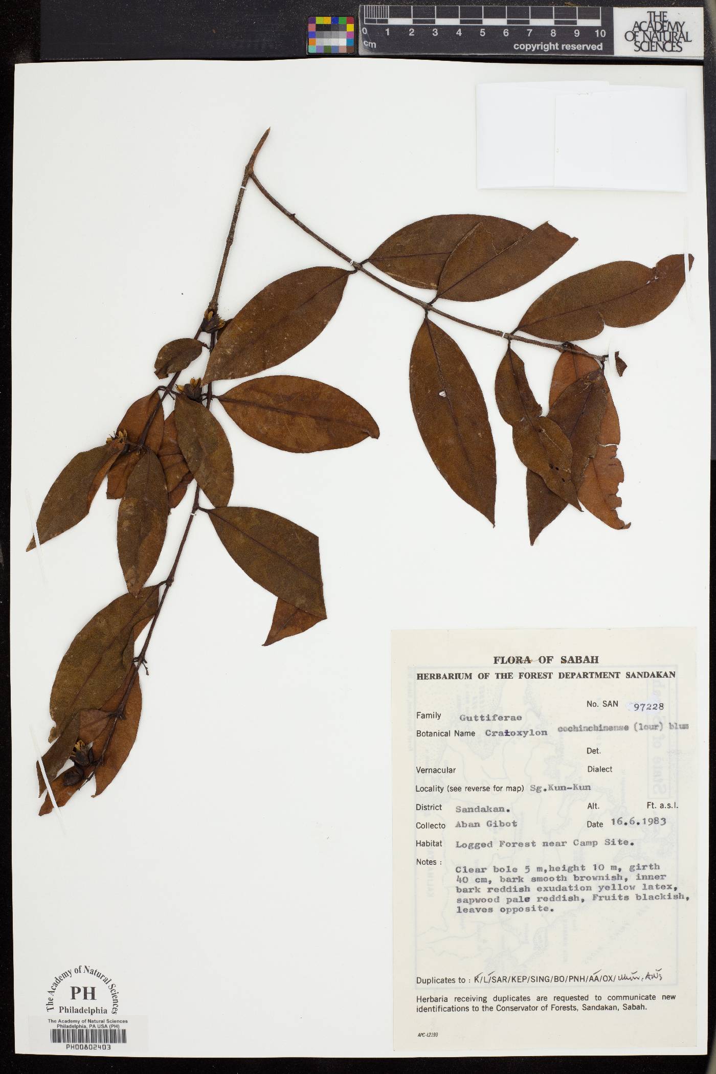 Cratoxylum cochinchinense image