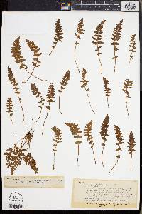 Woodsia ilvensis image