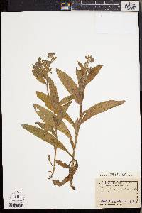 Cynoglossum officinale image