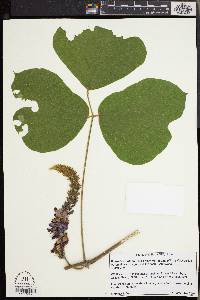 Pueraria montana var. lobata image