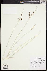 Fimbristylis castanea image