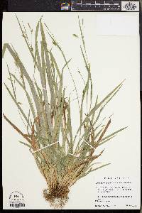 Carex laxiculmis image