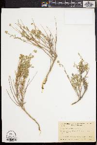 Sphaeromeria cana image