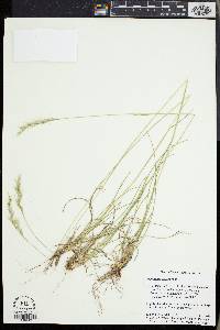 Danthonia sericea image