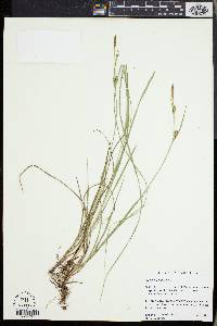 Carex meadii image