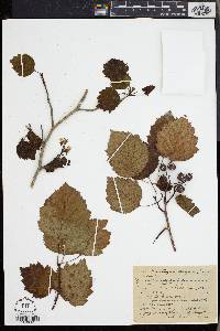 Crataegus digna image