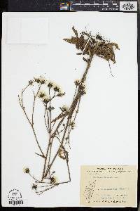 Picris angustifolia image