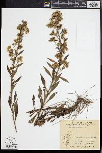 Solidago decurrens image