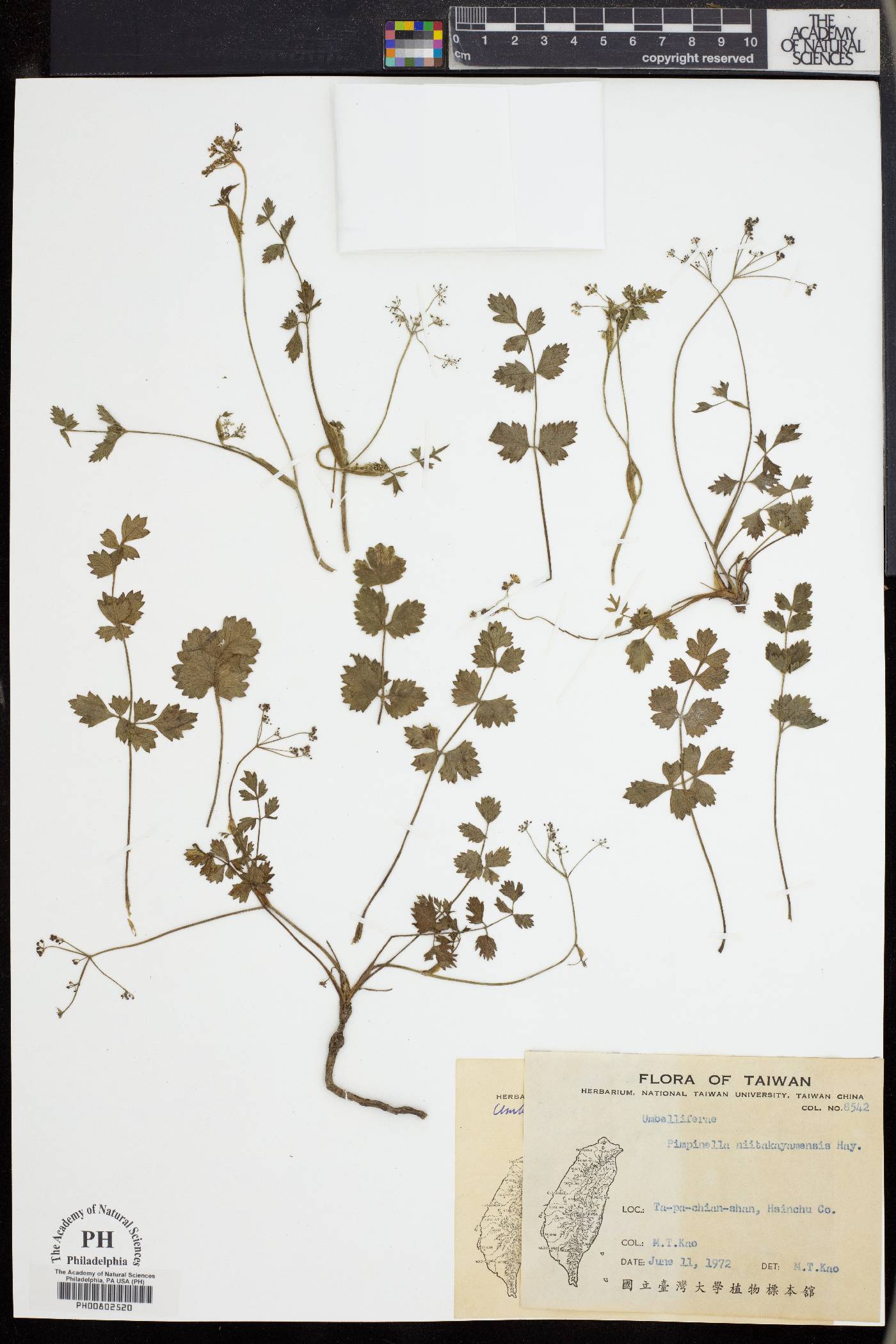 Pimpinella niitakayamensis image